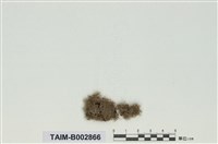 藏品(白髮苔屬)的圖片